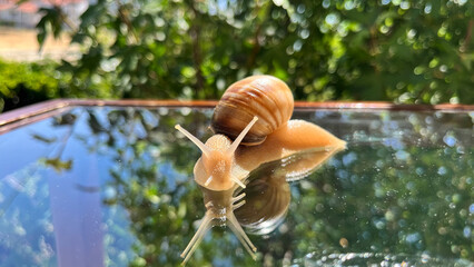 Snail with antennae on the glass and its reflection. Green, blurred background.