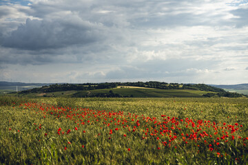 Wißberg in Rheinhessen, Juni 2024