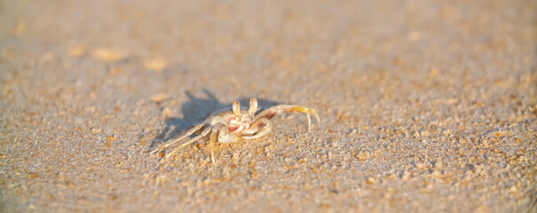 A crab on the beach is running on the white sand. Exotic animals in the resorts of tropical islands. The concept of a beach holiday in the tropics.