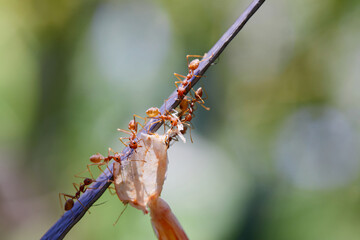 Close-up of weaver ants carrying food on rope