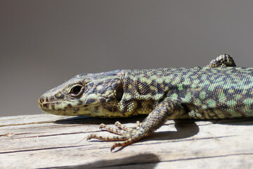portrait picture of a greenish lizard