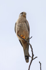 kestrel on a tree top