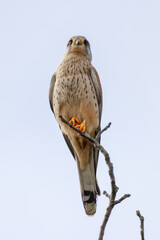 kestrel on a tree top