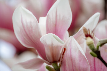 Fototapeta premium Magnolia Sulanjana flowers with petals in the spring season. beautiful pink magnolia flowers in spring, selective focusing.