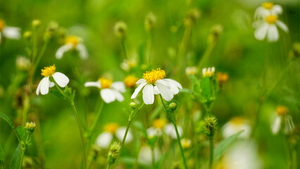 Bidens pilosa flowers bloom in the field