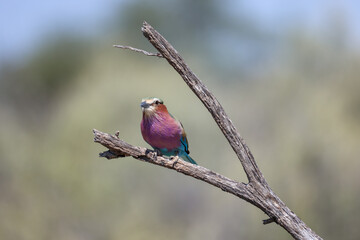 lilac breasted roller on a branch