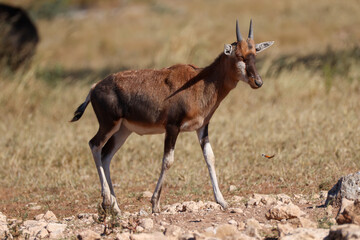 one single blesbok antelope in the savannah of Namibia