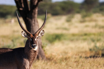 a male waterbuck antelope in Namibia