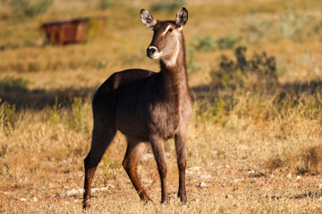 waterbuck antelope in the savannah