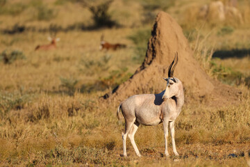 albino blesbok antelope in the savannah of Namibia
