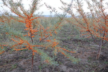 In a vibrant sea buckthorn field, there are branches with orange berries in sharp focus © my1px