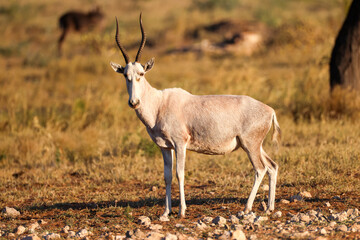 albino blesbok antelope in Namibia
