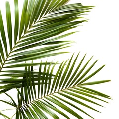 Fototapeta premium green tropical plants on white background