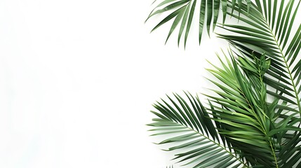 Obraz premium green tropical plants on white background