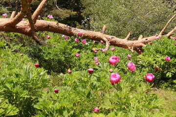 Pivoines de Greolières