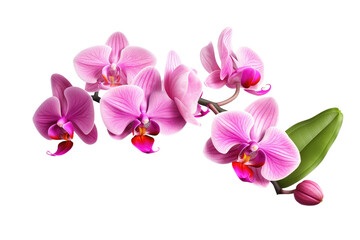 Whispers of Pink Petals on a Clear PNG or White Background.