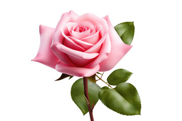 Naklejka premium Whispers of Elegance: A Pink Rose Dancing With Green Leaves on a Canvas of White on a Clear PNG or White Background.