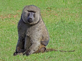 an olive baboon sitting in the grass  in a forest on safari in maasai mara, kenya,  east  africa   ...