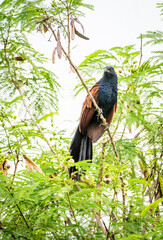 bird in the nature with dramatic tone