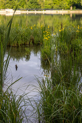 reflection of trees in the water
