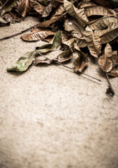 the dry leaf on the ground with dramatic tone