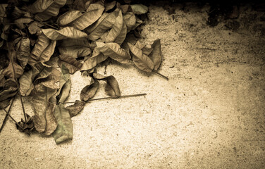 the dry leaf on the ground with dramatic tone