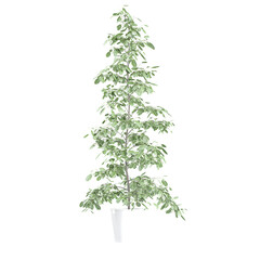 collection of tree with realistic style