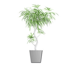Green beautiful Ficus maclellandii tree isolated on transparent canvas