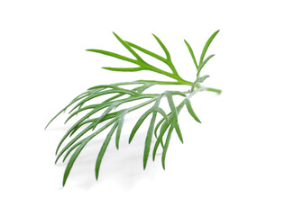 Sprig of fresh dill isolated on white