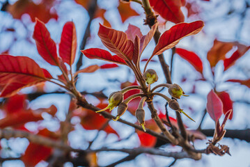 Mahua, fast-growing tree that grows to approximately 20 meters in height, possesses evergreen or...