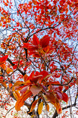 Mahua, fast-growing tree that grows to approximately 20 meters in height, possesses evergreen or...