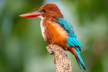 White-throated Kingfisher, with vibrant blue wings, chestnut belly, and a striking white throat, is a skilled hunter found in Asia.Thrives near water bodies, catching fish,insects,and small amphibians
