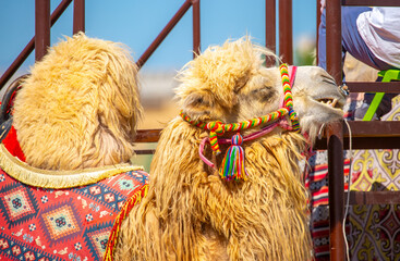 Bactrian camel on the background of historical places in Central Asia. A beautiful, elegant and...