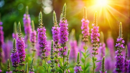 Fototapeta premium Delicate purple loosestrife flowers sway gently amidst lush green foliage, illuminated by warm sunlight, against a serene, soft-focused natural background.