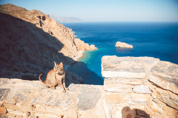A cat sitting on a stone wall and mediterranean sea at the background