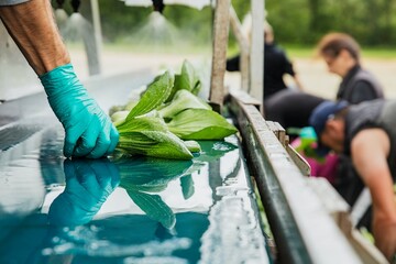 Harvesting of organic Pak Choi - field work by hand