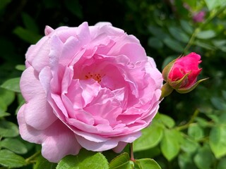 Rose beautiful delicate pink petals