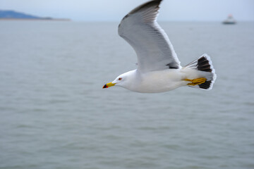seagull in flight