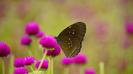 Brown butterflies are landing on purple flowers
