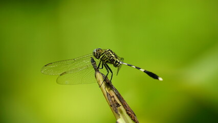 Close-up of Micrathyria dragonfly perched on a leaf