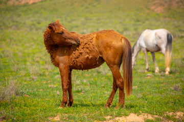 Fototapeta premium Horse shedding hair in spring. A herd of horses graze in the meadow in summer, eat grass, walk and frolic. Pregnant horses and foals, livestock breeding concept.