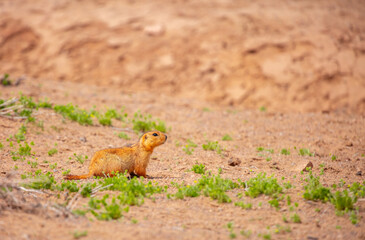 The gopher sits in the grass in the mountains, looks to the side, as if reading your text, studying, showing curiosity, interest. Copy space with place for text. Landscape with wild animals.