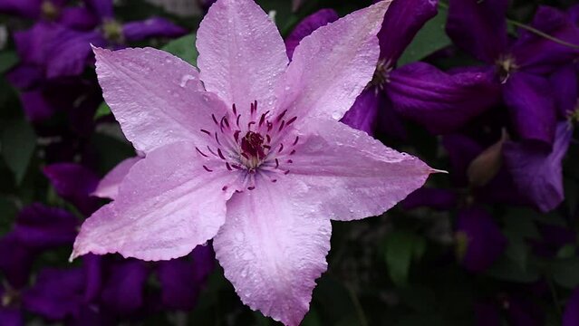 Blooming clematis Hagley Hybrid with raindrops on delicate pink petals. Beautiful climbing flowers in the summer garden. Slow motion