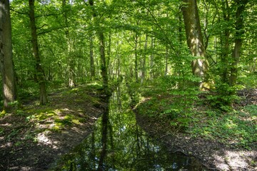 Obraz premium forest in the morning
