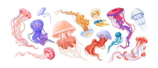 Jellyfishes set. Underwater marine jelly fishes species. Undersea animals, medusa. Sea water invertebrates with dangerous tails, tentacles. Flat vector illustration isolated on white background © Good Studio