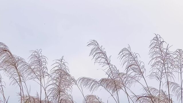 Gently wind grass flowers in morning fresh air of a calm winter time. A cool earth toned footage for a warm welcome of fall and winter.