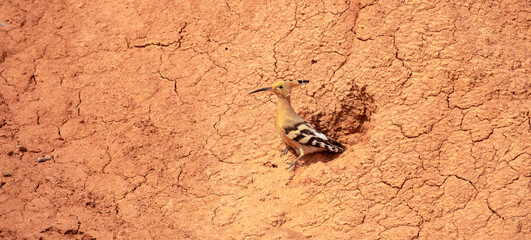 Eurasian hoopoe, Upupa epicus, sitting on the Charyn Canyon, nest on red clay.