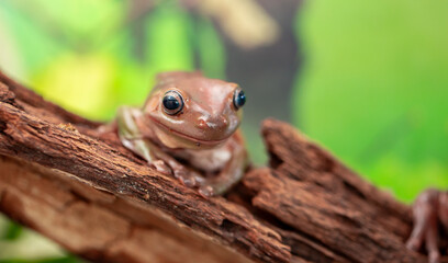 An Australian tree frog sits on the bark of a tree. The frog turns around and looks at the camera.