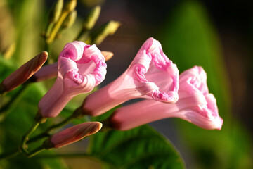 Morning Glory Flowers in the garden.
