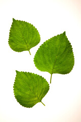 흰 배경위에 쌈채소들.